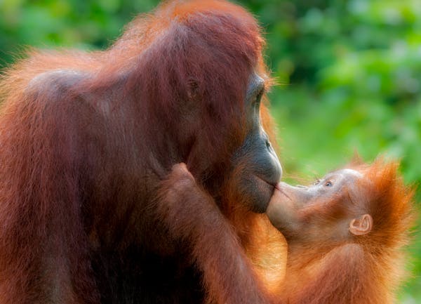 A mother’s love is crucial for survival in Nature