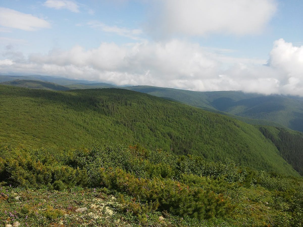 Dzhagdy Mountain Conifer Forests (PA45)