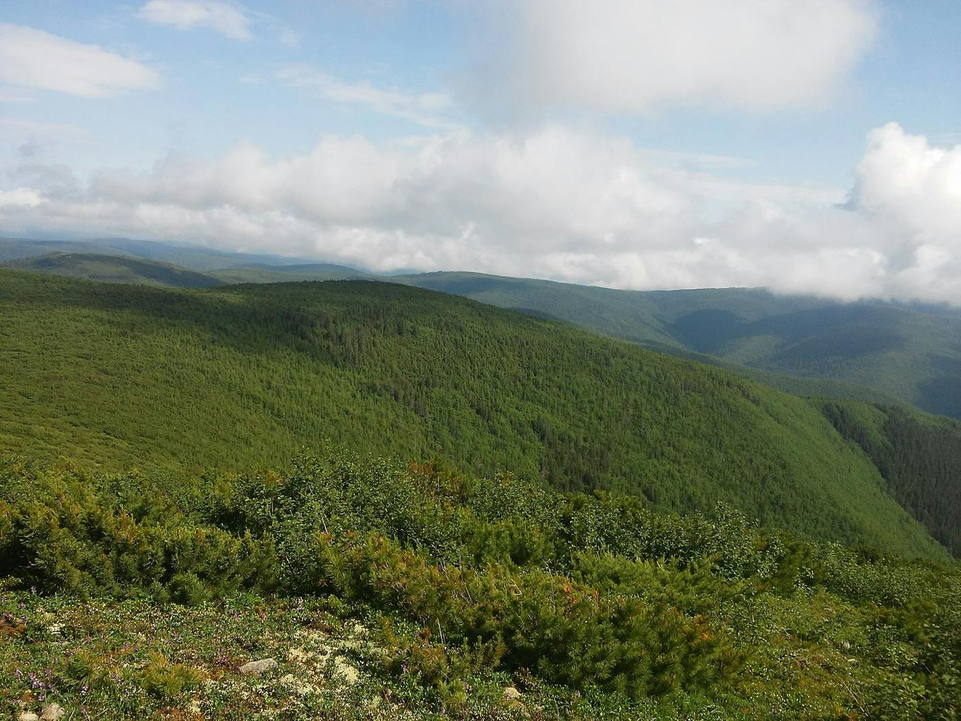 Dzhagdy Mountain Conifer Forests (PA45)