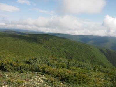 Dzhagdy Mountain Conifer Forests (PA45)