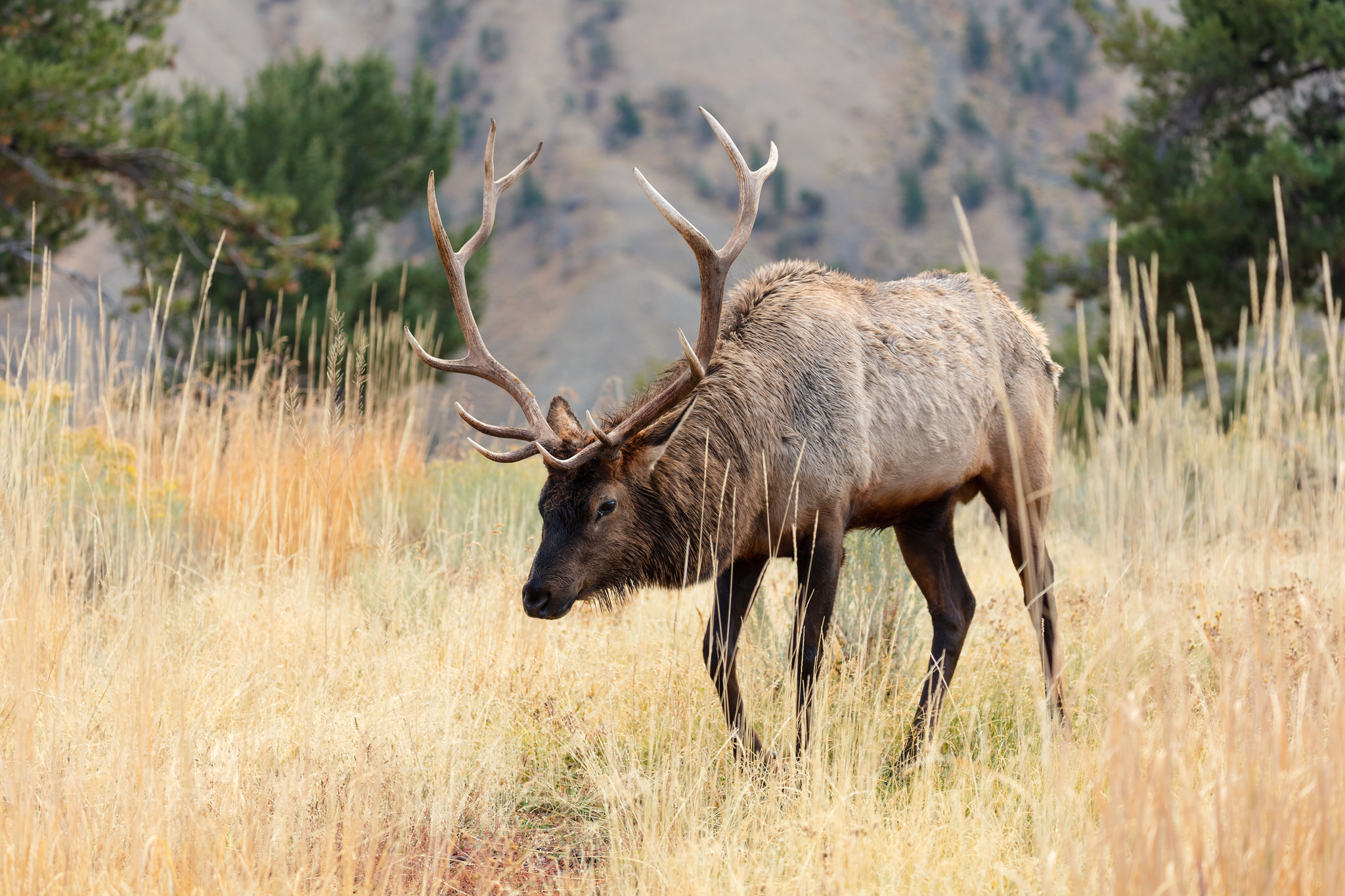 Bull elk grazing in Yellowstone National Park. Image credit: Jacob W. Frank, Public Domain