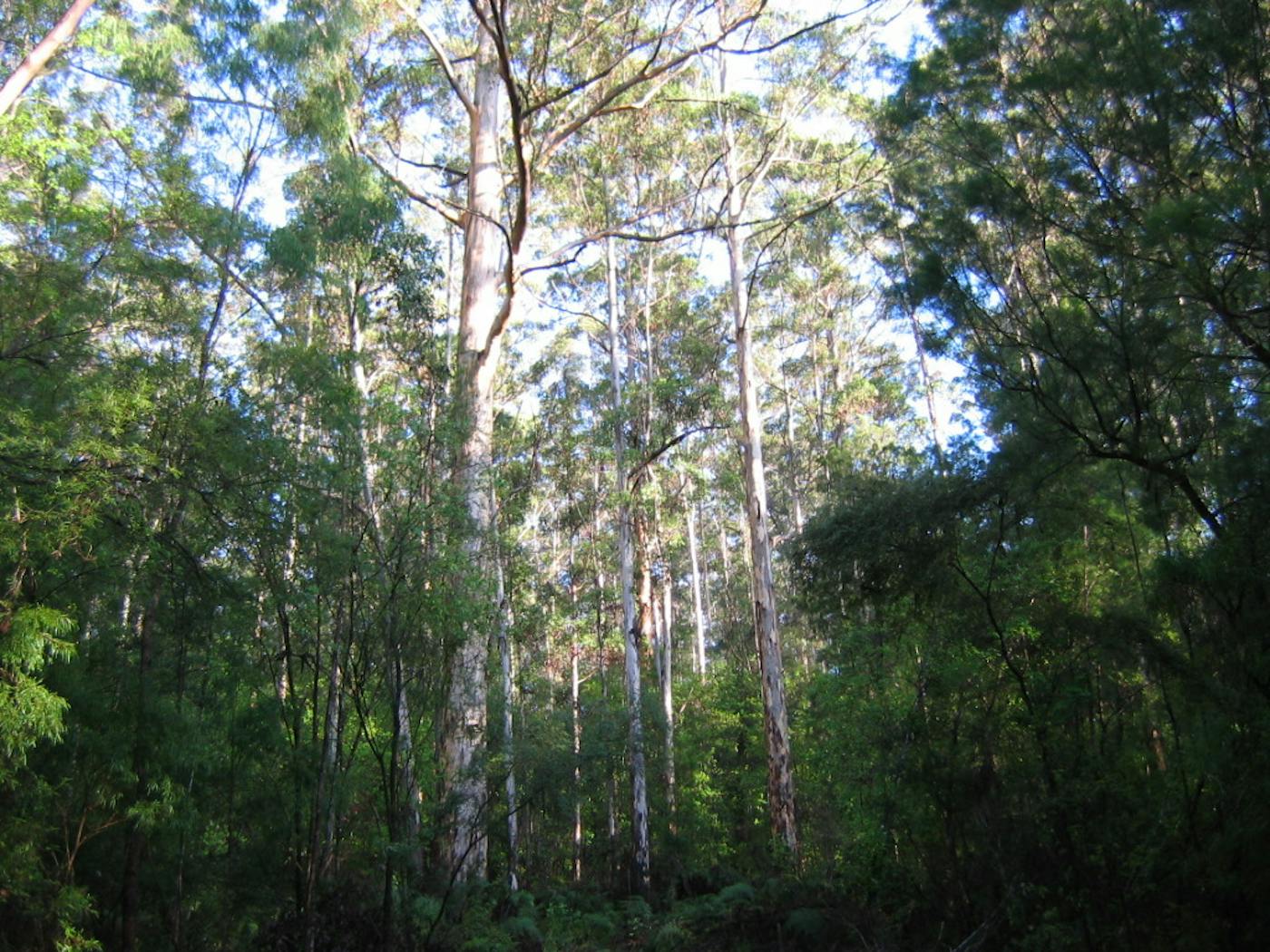 South Australian Mediterranean Forests, Woodlands & Scrub (AU5)