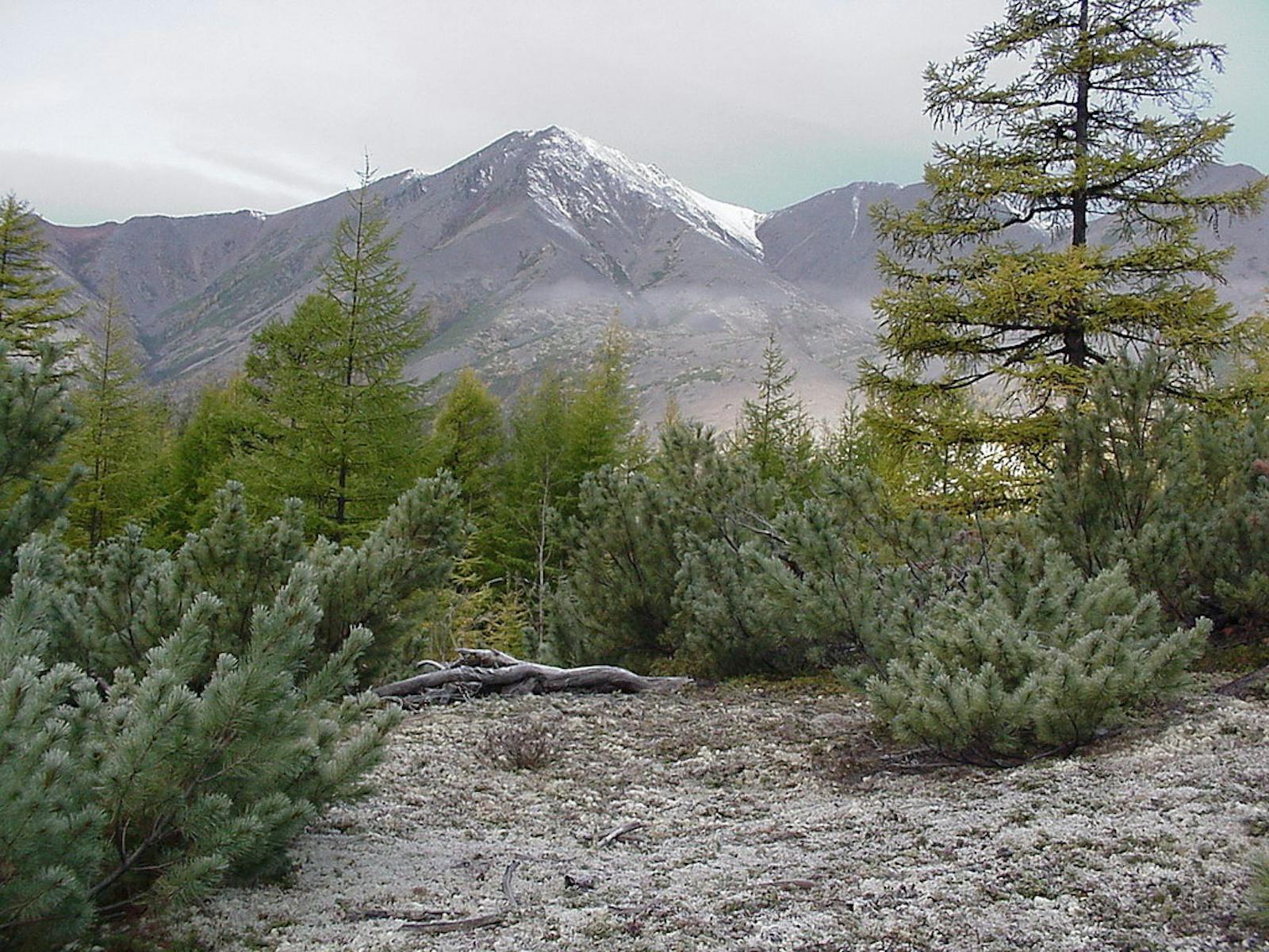 Cherskii-Kolyma Mountain Tundra