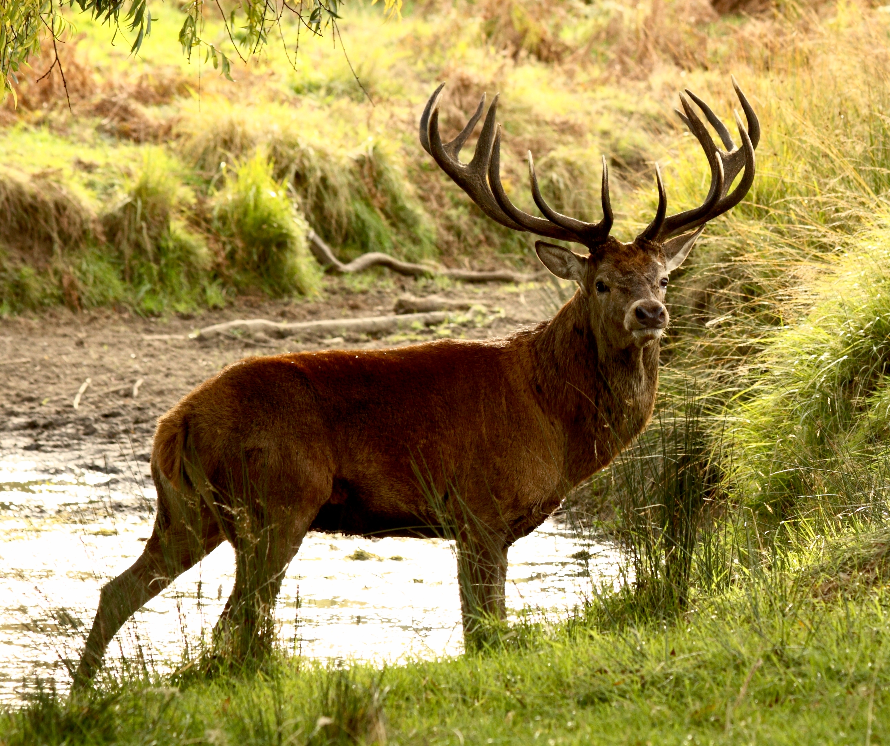 Why the Corsican red deer oddly eats its own antlers One Earth picture