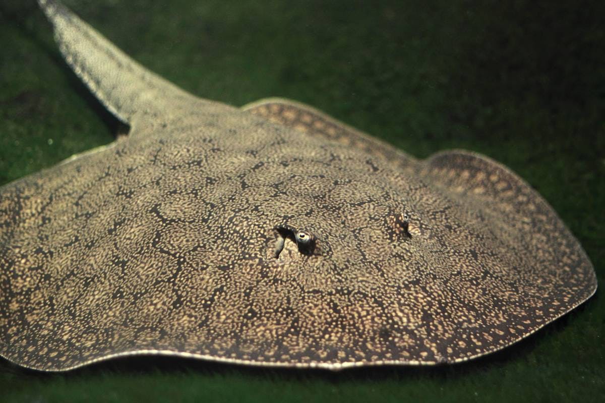 The amazing ocellate river stingray found in the Amazon's waterways
