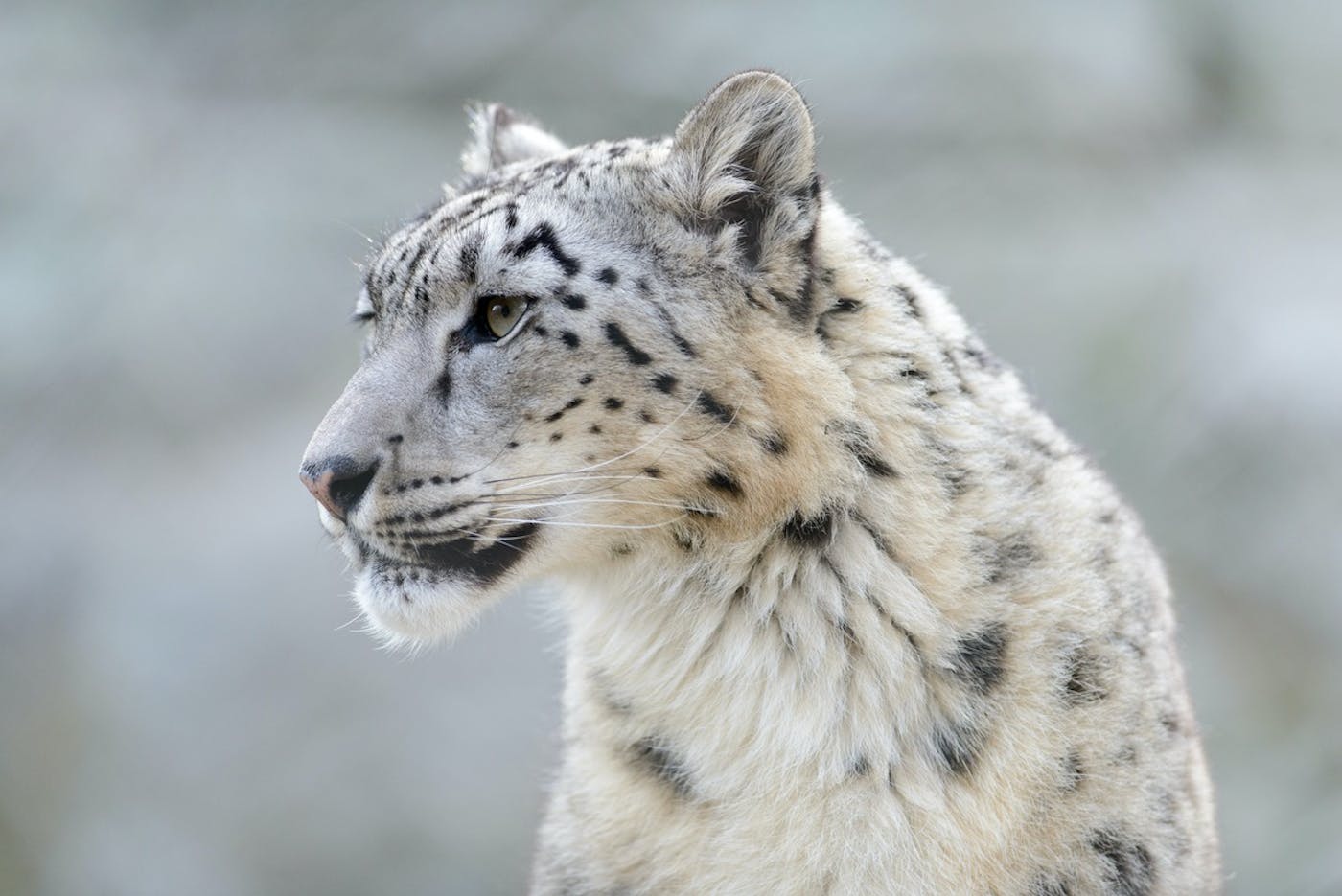 Rebalancing the Snow Leopard Ecosystem in Eastern Eurasia