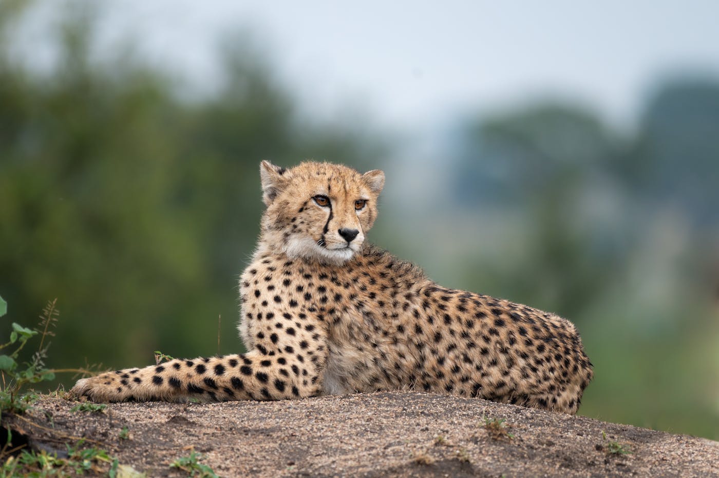 Preserving Cheetahs By Elevating Pastoral Women’s Livelihoods in Somaliland