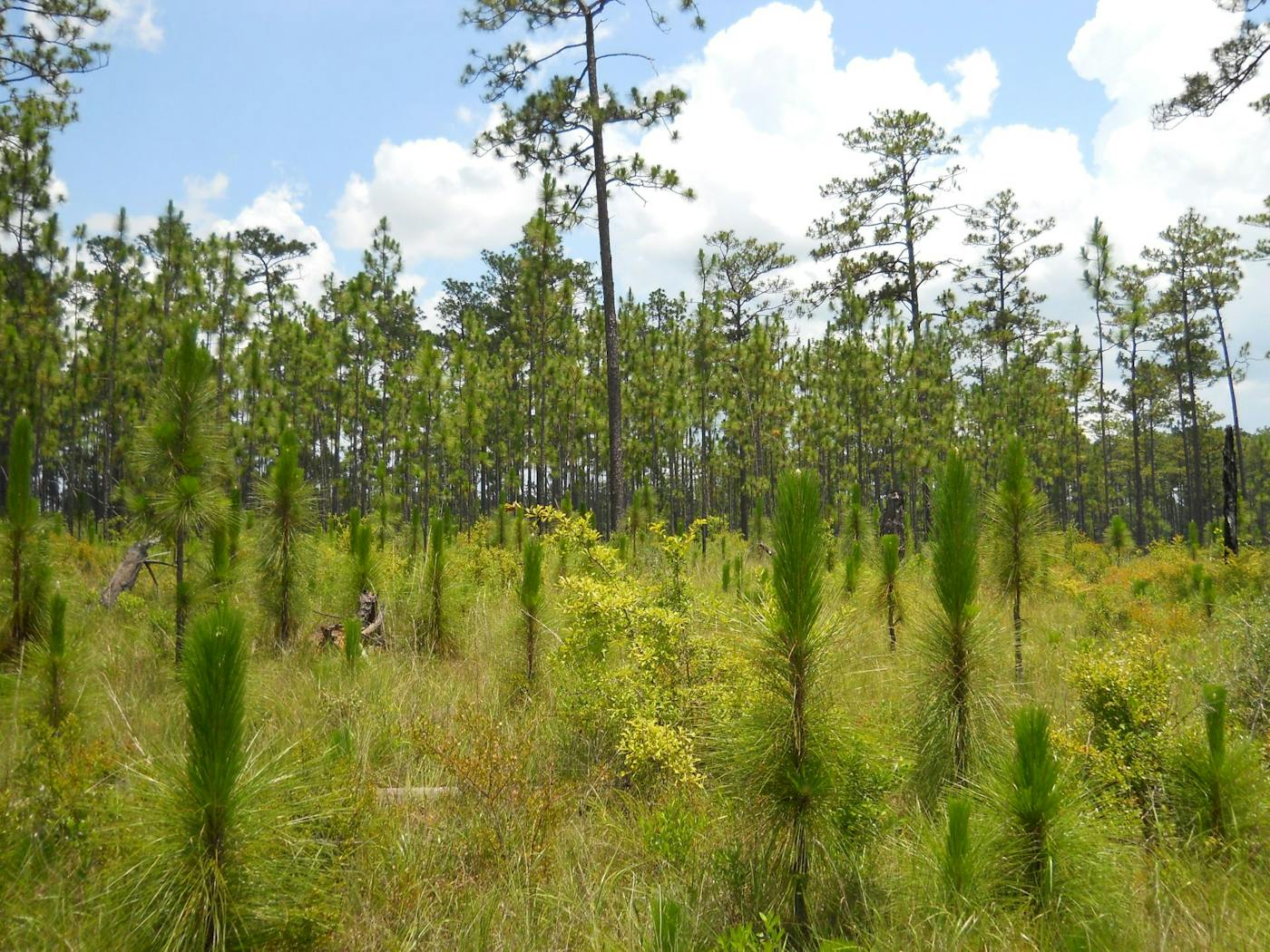 Southeast Savannas & Riparian Forests (NA25)