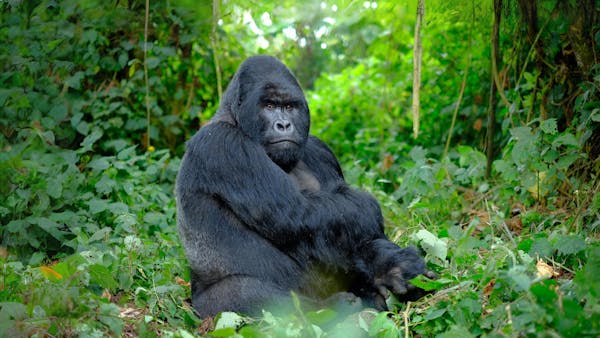 Mountain gorillas: One of Africa’s most magnificent and essential species