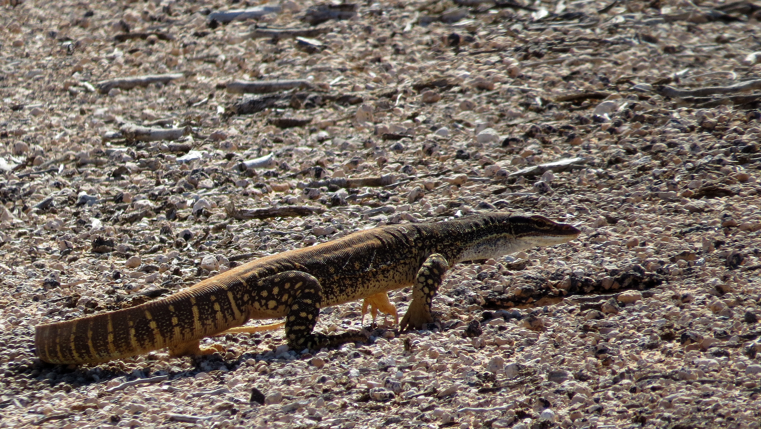 tourism in the great victoria desert