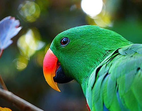 Solomon Islands eclectus parrot