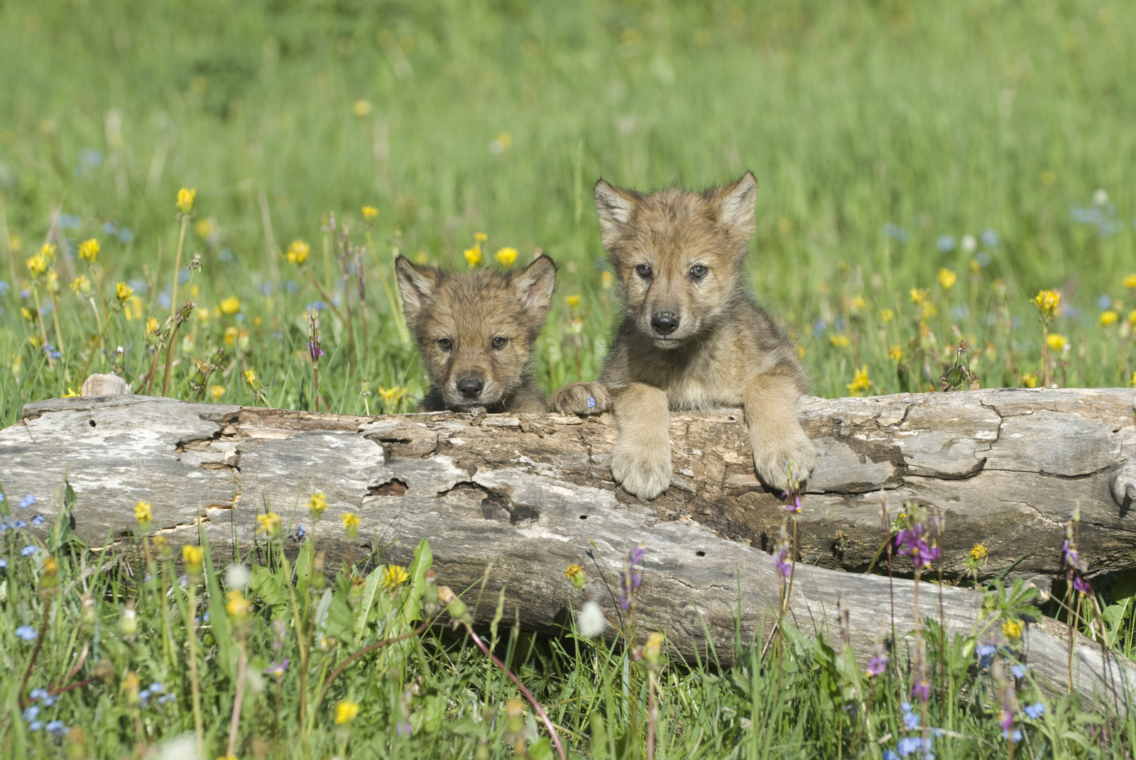 Gray wolf cubs near their den in Colorado, US. Image Credit: © Outdoorsman | Dreamstime.com.