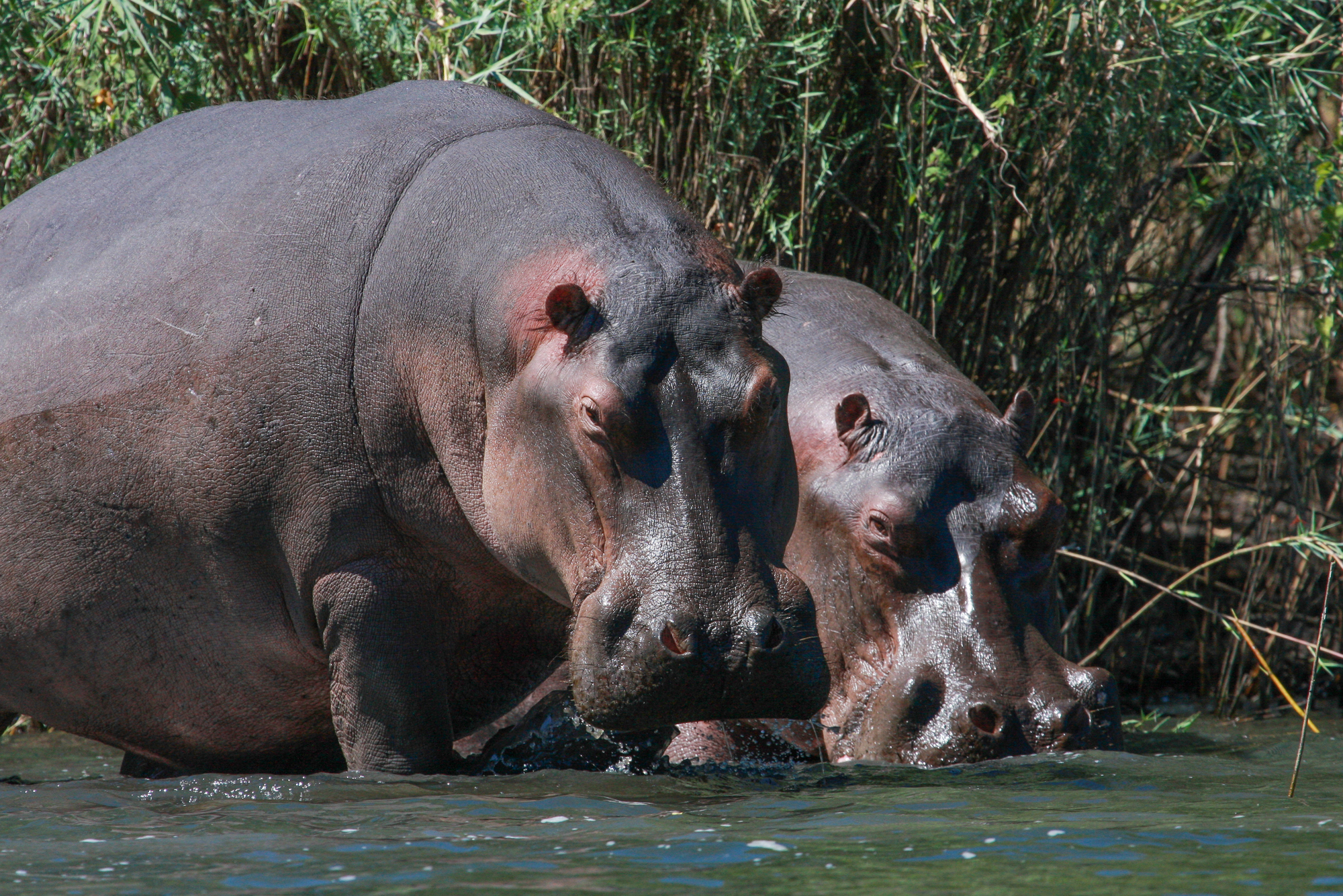 Hippos in Kafue National Park, Zambia. Image credit: Courtesy of Grégoire Dubois