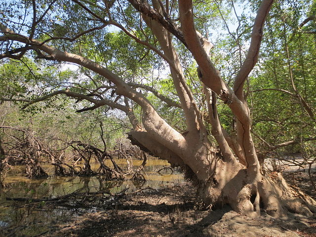 Sundarban Tourism