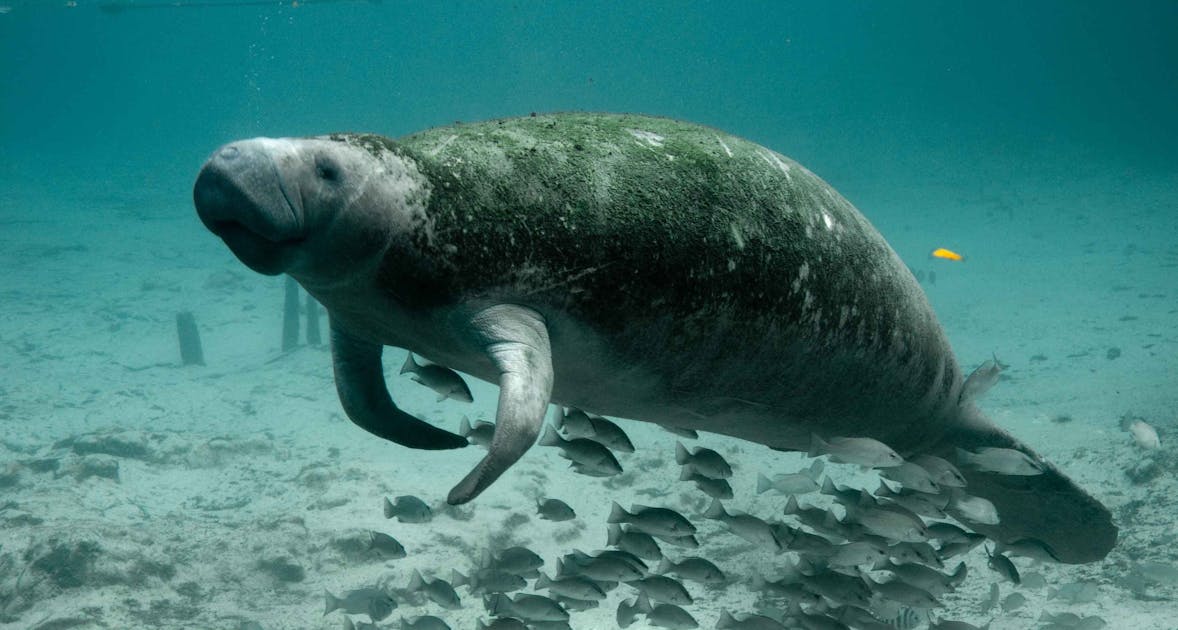 Dugongs: the marine mammal that inspired the myth of mermaids | One Earth