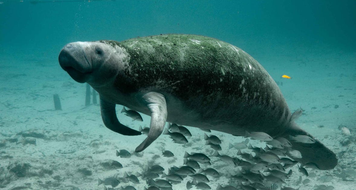 Dugongs: the marine mammal that inspired the myth of mermaids | One Earth Dugongs: the marine mammal that inspired the myth of mermaids | One Earth