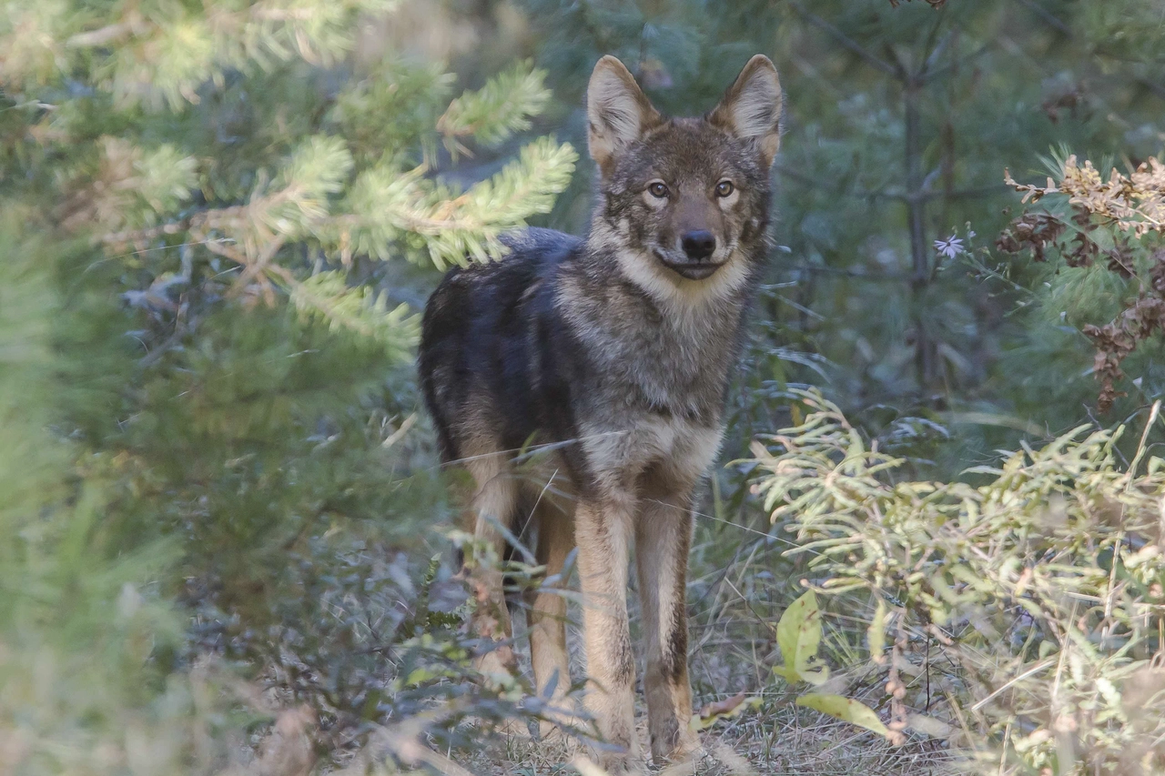 Eastern timber wolf (Canis lupus lycaon) in Algonquin Provincial Park. Image credit: Michael Runtz, Creative Commons