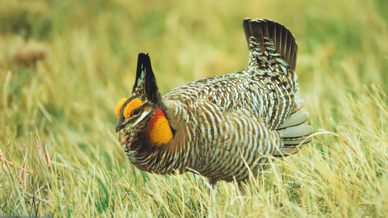 Attwater’s prairie-chicken. Image Credit: Zorotoo, Canva.