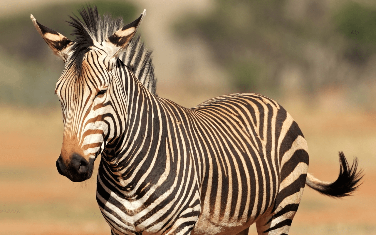 The most beautiful Cape Mountain zebra. Look at that ombré nose