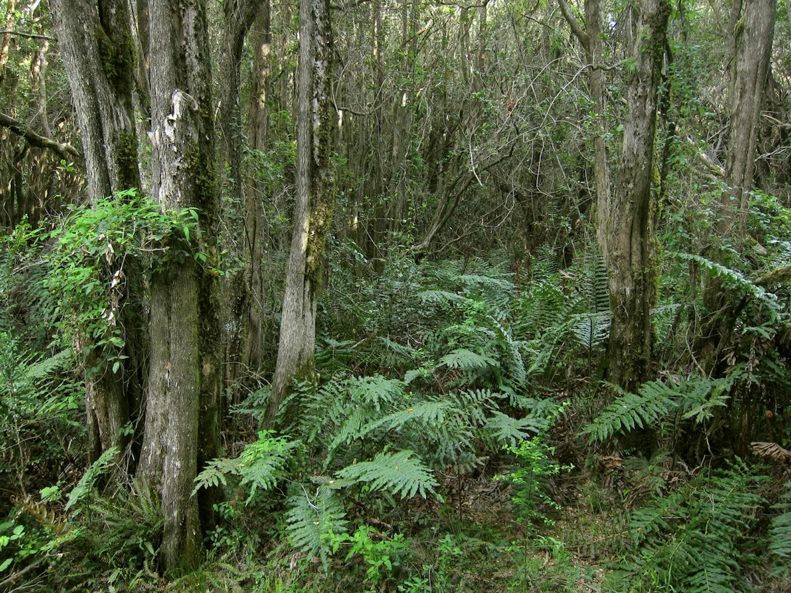 Valdivian Temperate Forests
