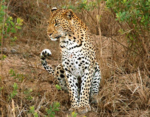 North china (amur) leopard (panthera paruds orientalis)