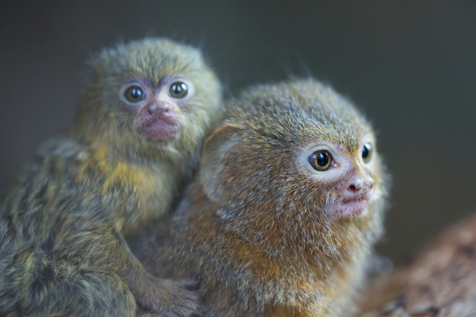 Pygmy marmosets (Cebuella), the smallest monkey in the world. Image Credit: © Cusoncom | Dreamstime.com.