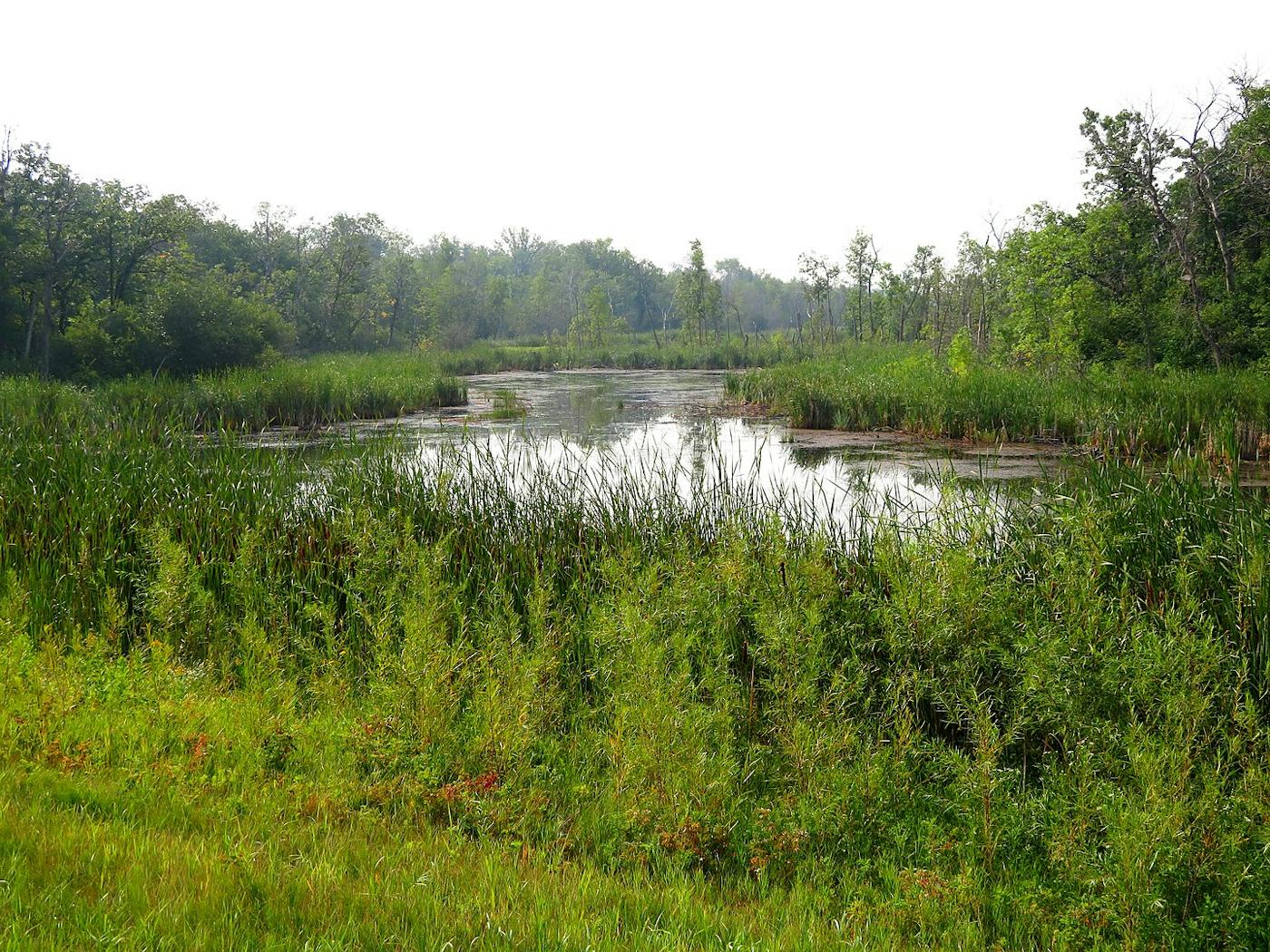 Northern Prairie & Aspen Forests (NA12)