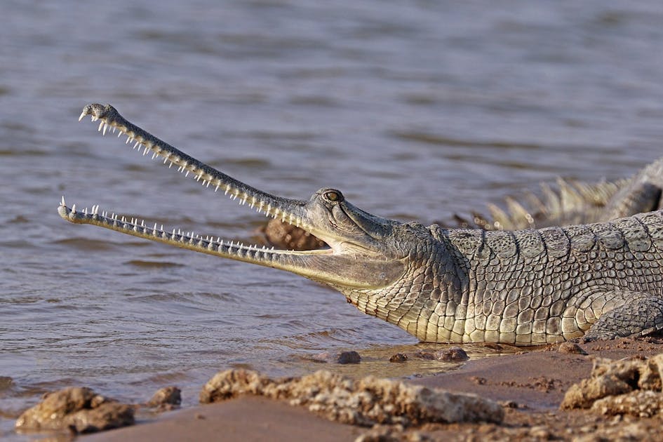 Gharial: a pescatarian crocodile species as old as the dinosaurs
