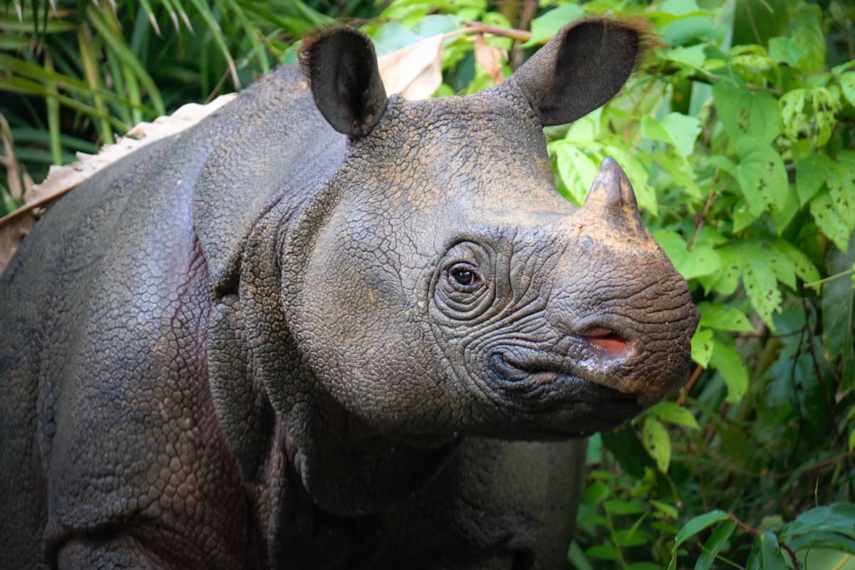 The Javan rhinoceros (Rhinoceros sondaicus). Photo | iStock 1305319298