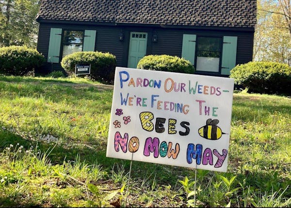 No Mow May: A movement to help save essential pollinators
