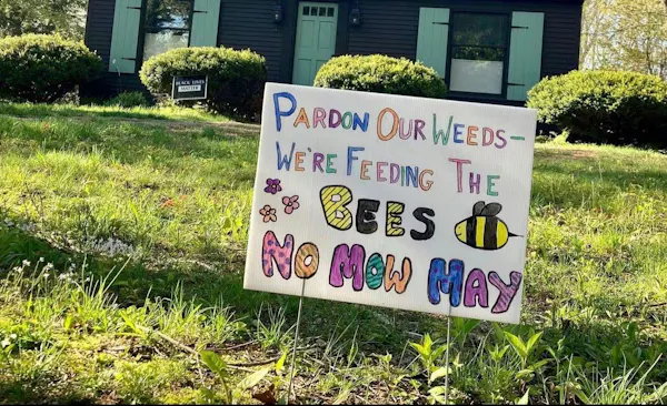 No Mow May: A movement to help save essential pollinators