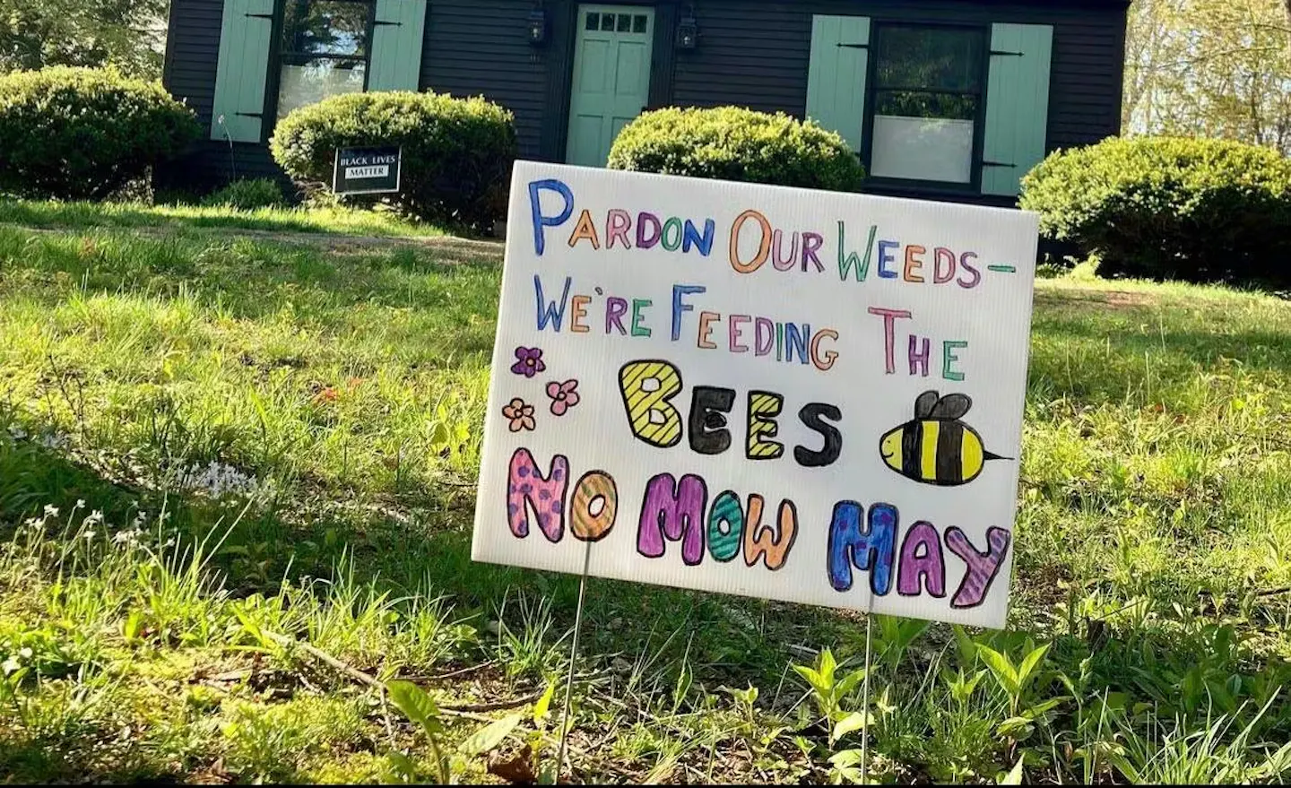 No Mow May: A movement to help save essential pollinators