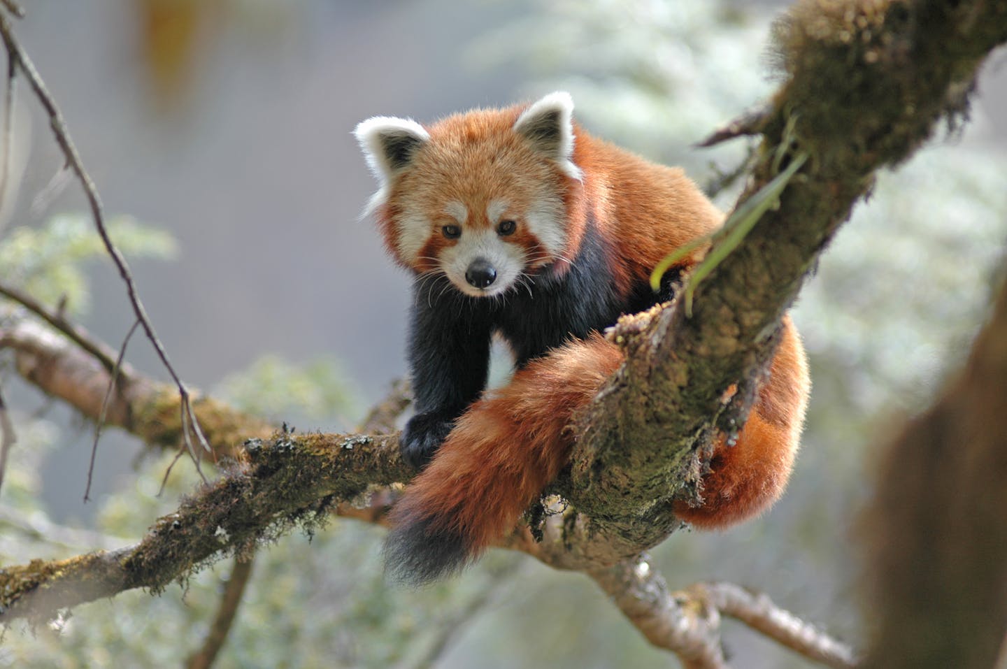 Red pandas: adorable gardeners of the bamboo forest