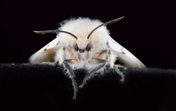 How moths keep our world blooming, pollinating in the night