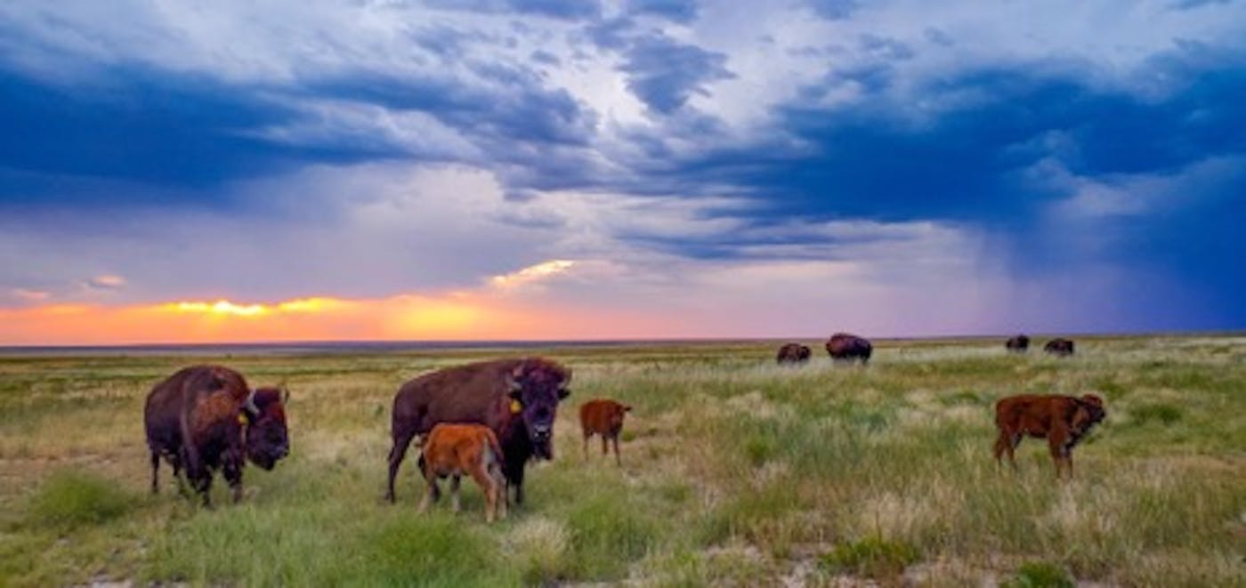 Protecting America’s Prairie and Wildlife by Expanding Heartland Ranch Nature Preserve