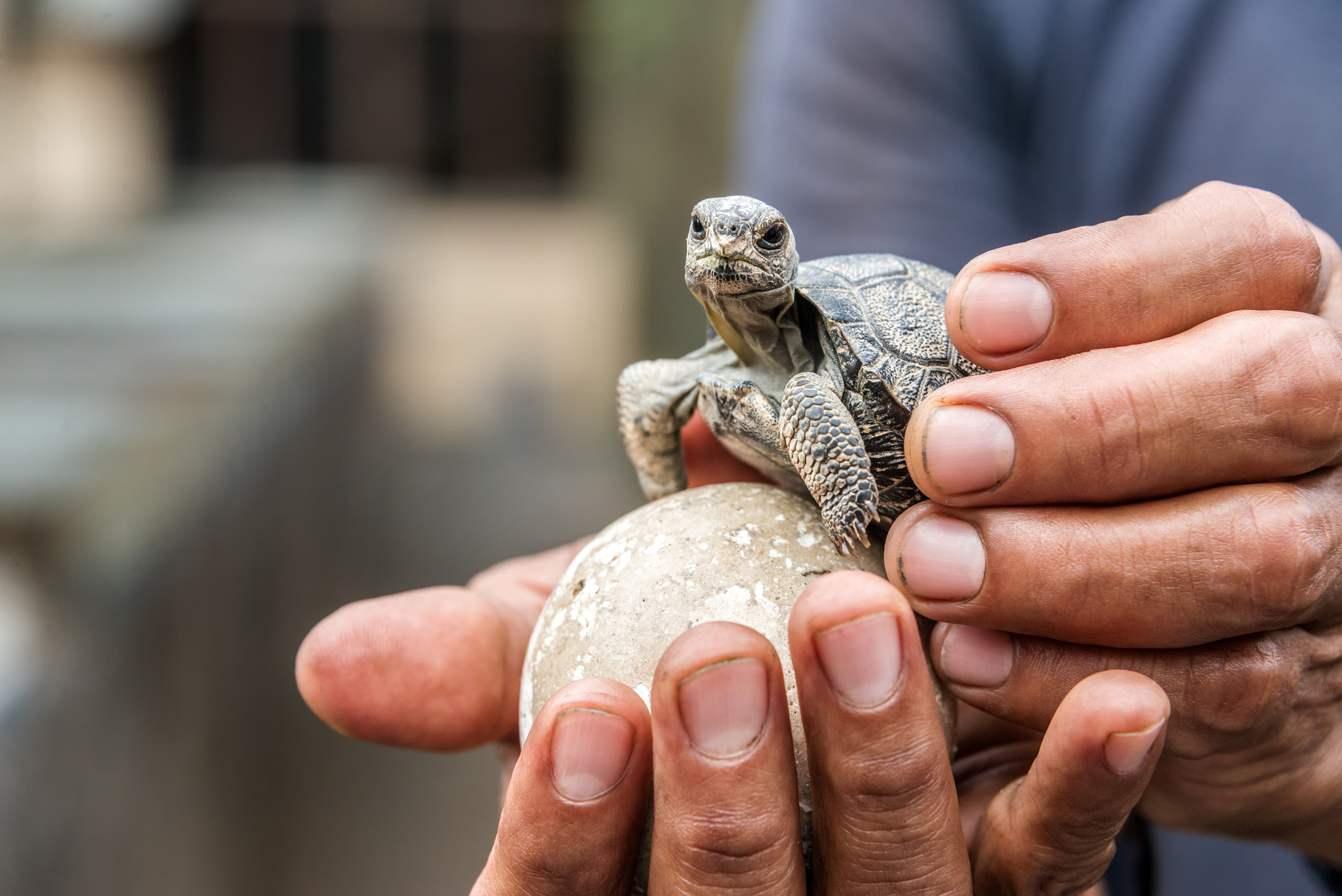 Baby Galápagos tortoise on Isabela Island Reserve, Ecuador. Image Credit: © Jesse Kraft, Dreamstime. Baby Galápagos tortoise on Isabela Island Reserve, Ecuador. Image Credit: © Jesse Kraft, Dreamstime.