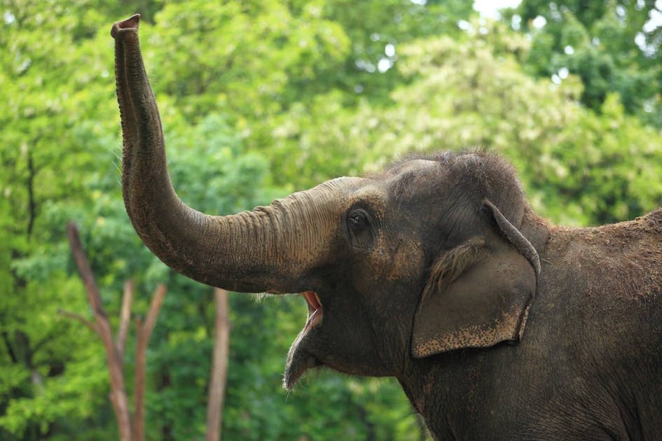Asian elephants: highly intelligent caretakers of the Southeast jungles |  One Earth