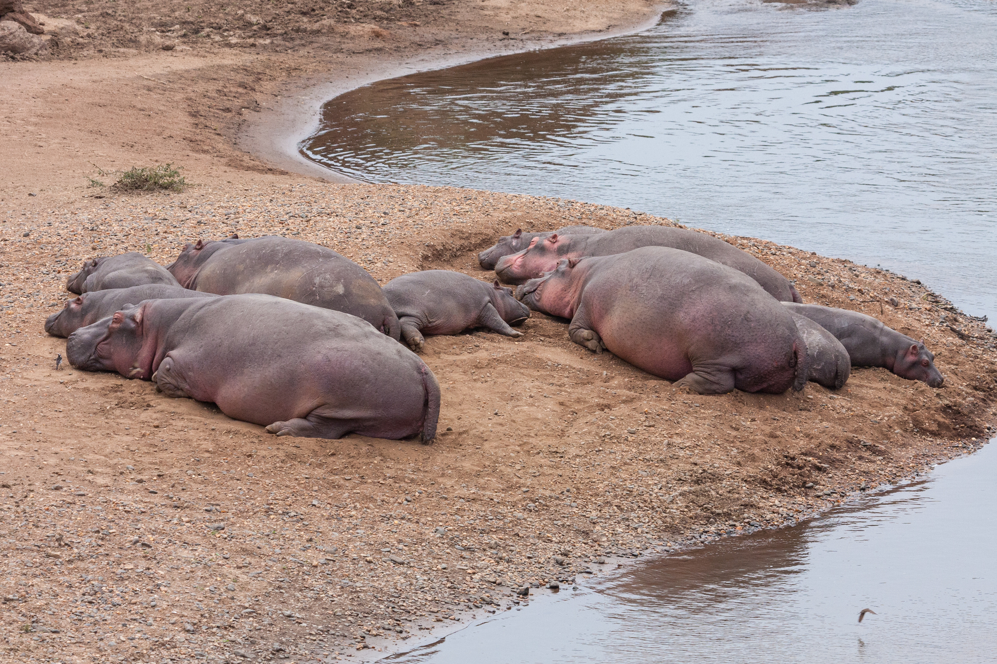 Hippos on the shores of the Mara River in Masai Mara, Kenya. Image credit: Courtesy of Grégoire Dubois