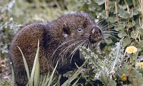Mountain beaver (Aplodontia rufa)