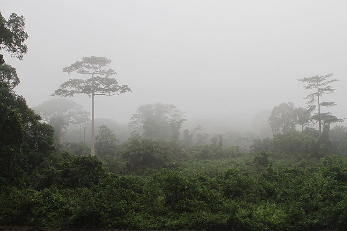 West African Coastal Forests & Savanna (AT19)