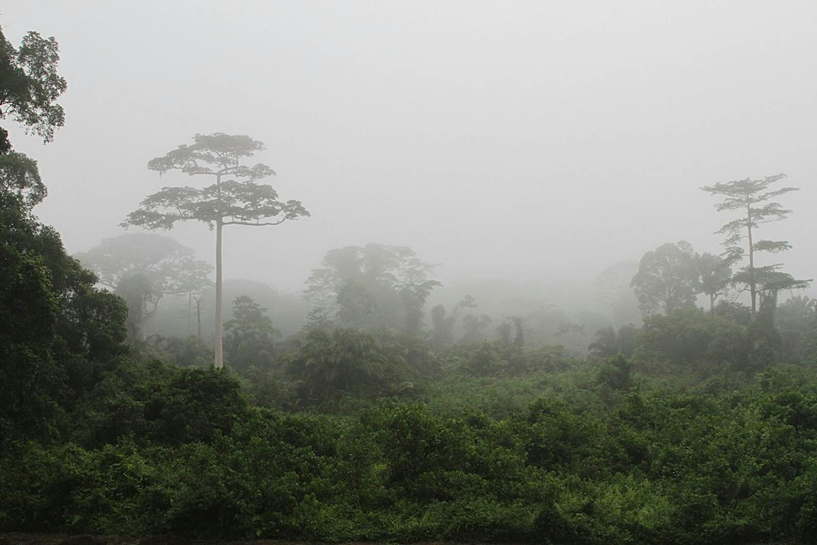 Western Guinean Lowland Forests