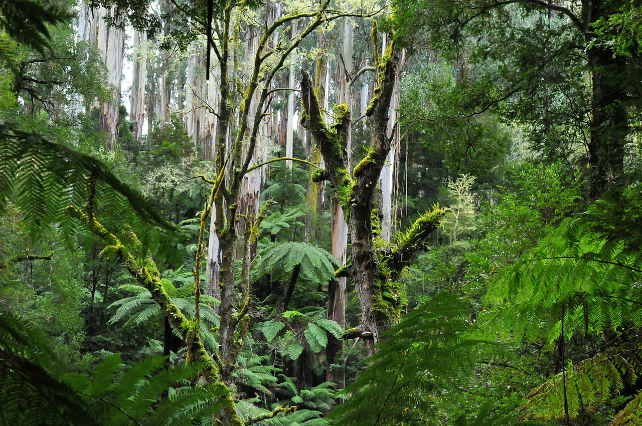 Playful fordomme Oceanien East Australian Temperate Forests & Mountain Shrublands (AU3) | One Earth