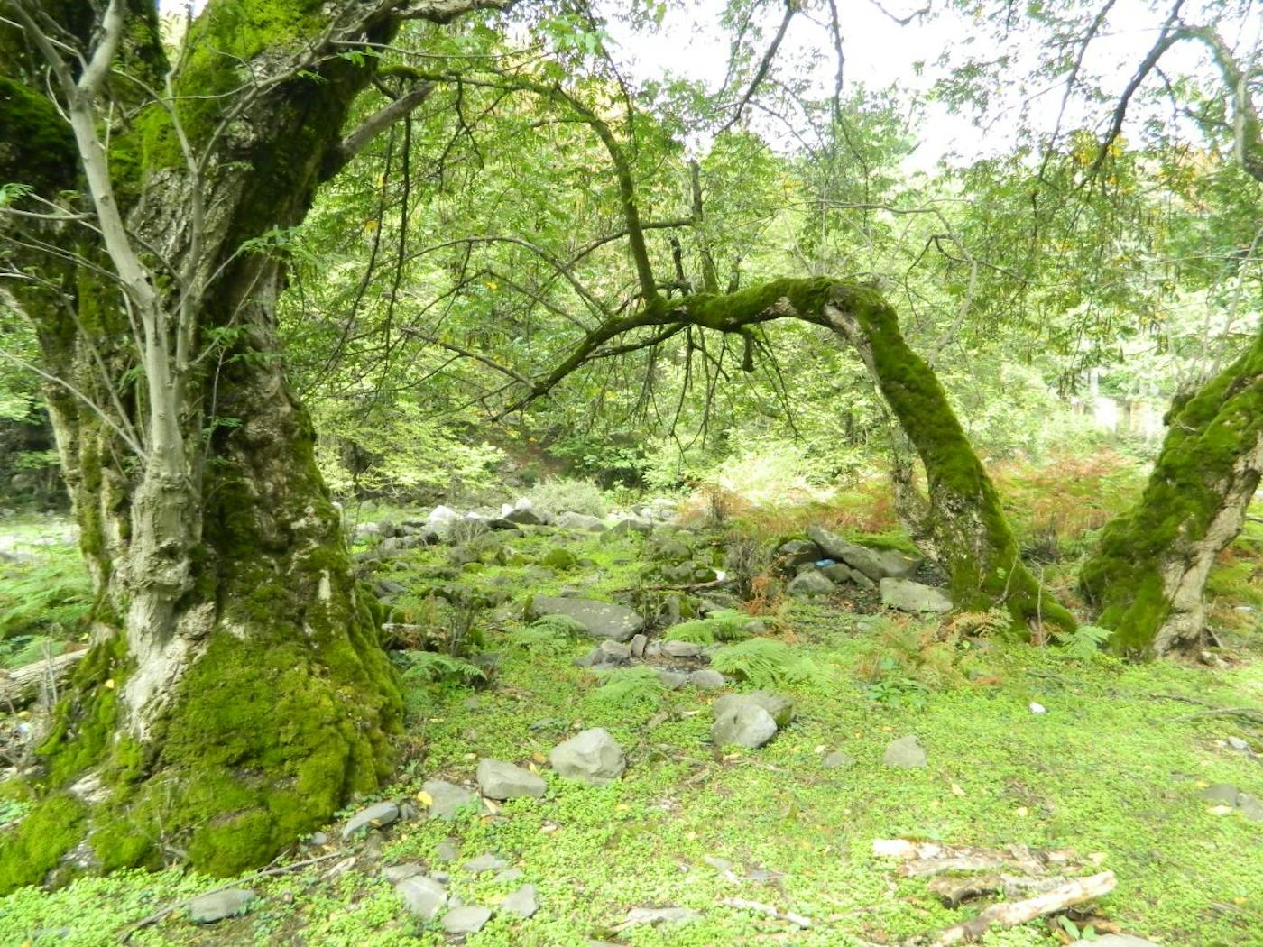 Black Sea, Caucasus-Anatolian Mixed Forests & Steppe (PA17)