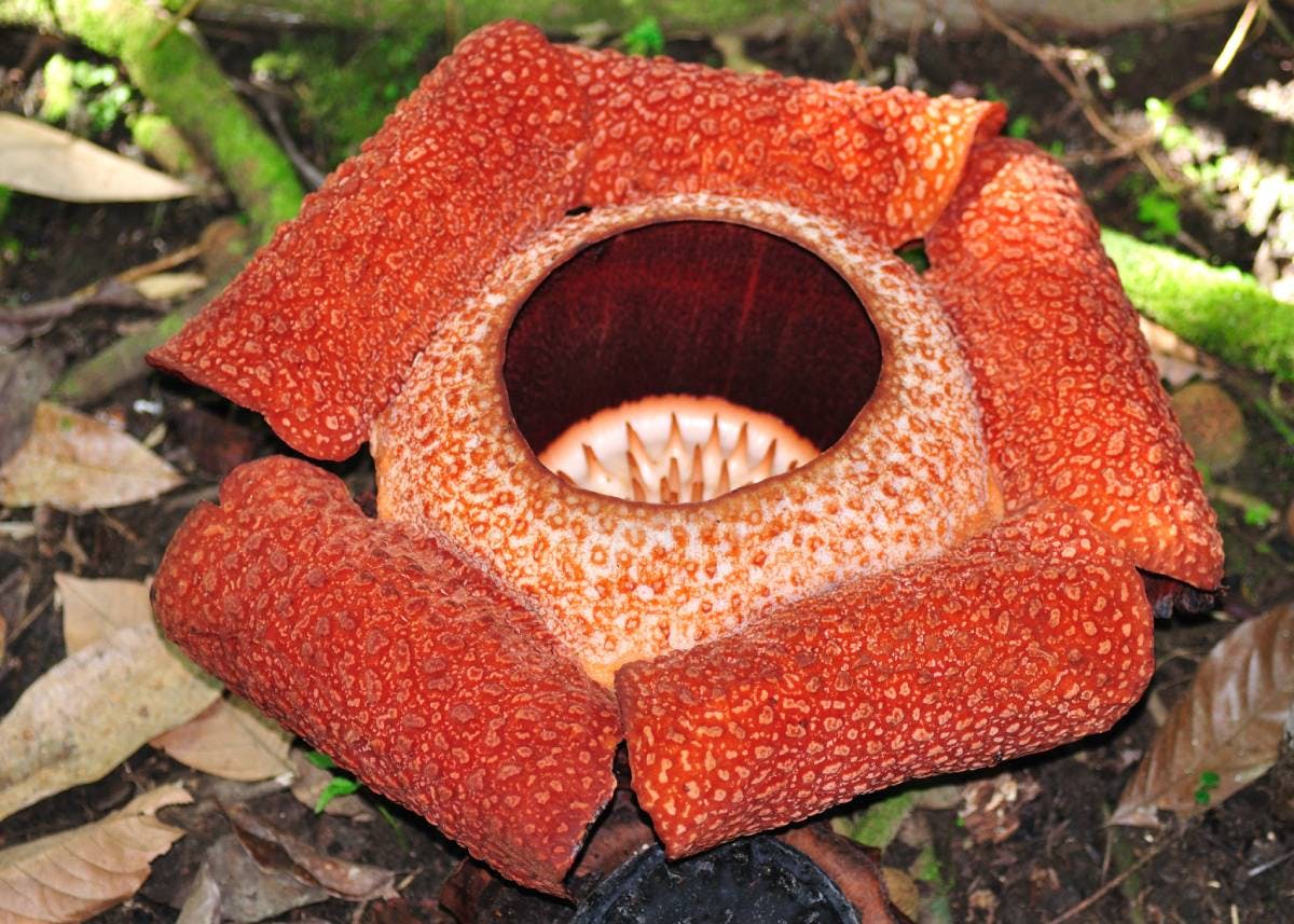 Rafflesia: known as the 'corpse flower' due to its offending smell