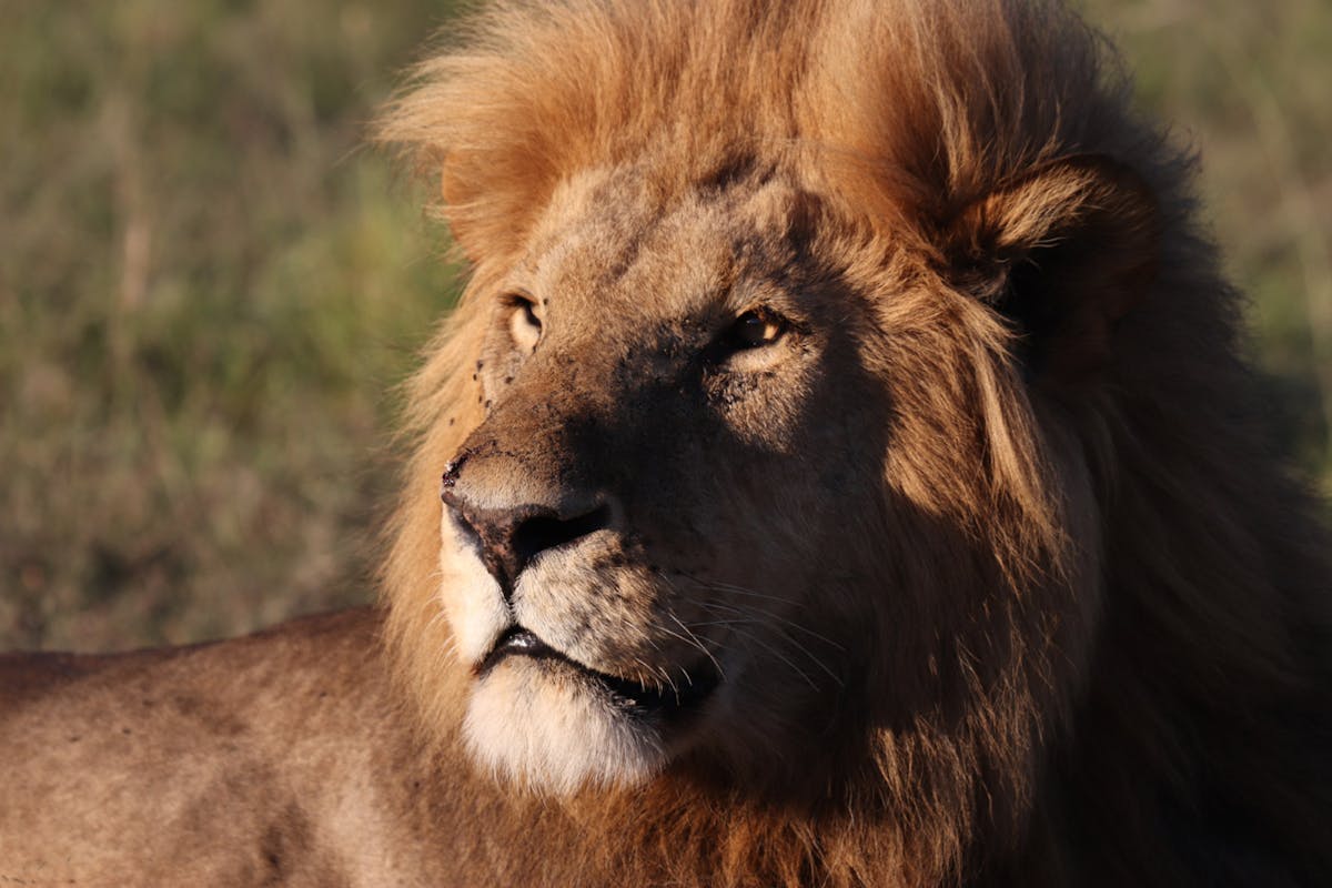 Protect the Pride: Disney commits to help bring back lions