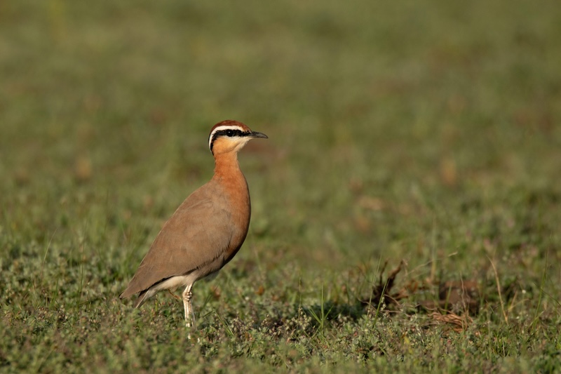 Jerdon's Courser (Rhinoptilus bitorquatus).