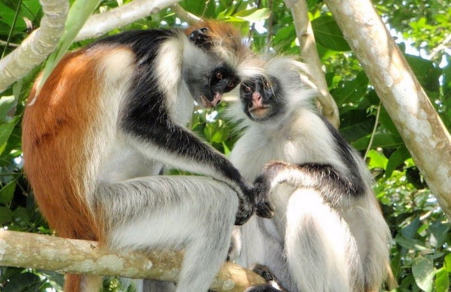 Red Colobus monkey in Jozani forest. Endemic to Zanzibar. Image credit: Creative Commons, Olivier Lejade