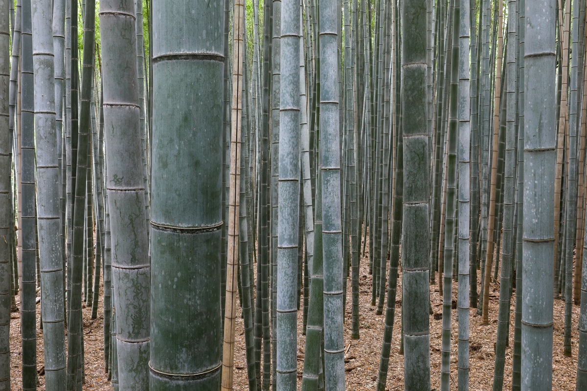 Bamboo forest, Arashiyama, Kyoto, Japan. Image credit: Courtesy of Basile Morin, CC by 4.0