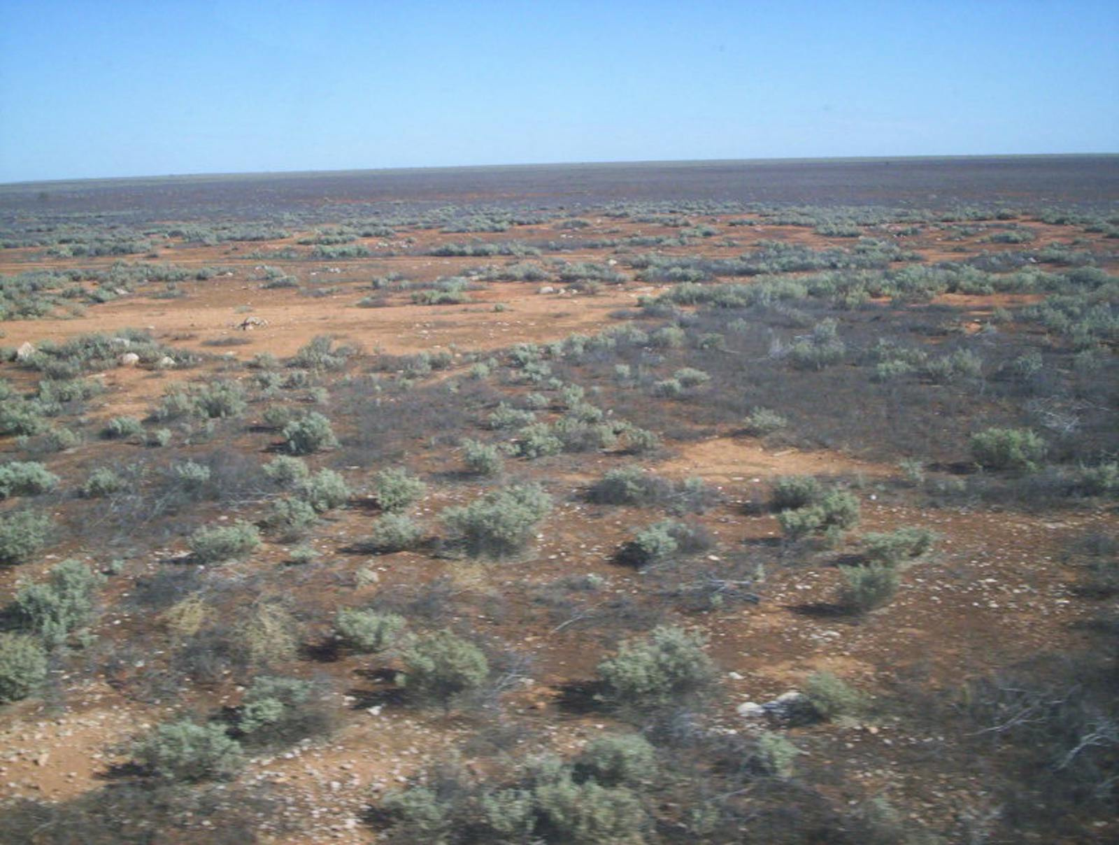 Nullarbor Plains Xeric Shrublands