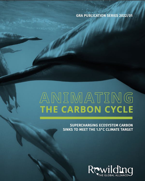 Animating the Carbon Cycle
